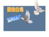 部編版七上語文第18課《我的白鴿》同步課件（內(nèi)含音頻）
