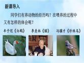 部編版七上語文第18課《我的白鴿》同步課件（內(nèi)含音頻）