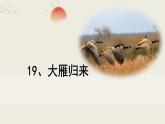 部編版七上語文第19課《大雁歸來》同步課件（內(nèi)含音頻）