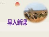 部編版七上語文第19課《大雁歸來》同步課件（內(nèi)含音頻）