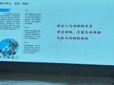 人教版部編（2024）語文七年級上冊第五單元《我的白鴿》PPT課件設(shè)計