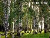 【任務(wù)型教學(xué)】修訂版統(tǒng)編語文八上16《白楊禮贊》 課件+教案+同步測(cè)試（含答案）+導(dǎo)學(xué)案（師生版）