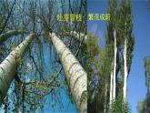 【任務(wù)型教學(xué)】修訂版統(tǒng)編語文八上16《白楊禮贊》 課件+教案+同步測(cè)試（含答案）+導(dǎo)學(xué)案（師生版）