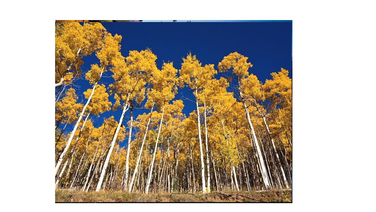 16《白杨礼赞》课件 统编版 语文八年级上册第4页