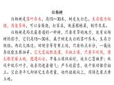 16《白楊禮贊》課件 統(tǒng)編版 語文八年級上冊