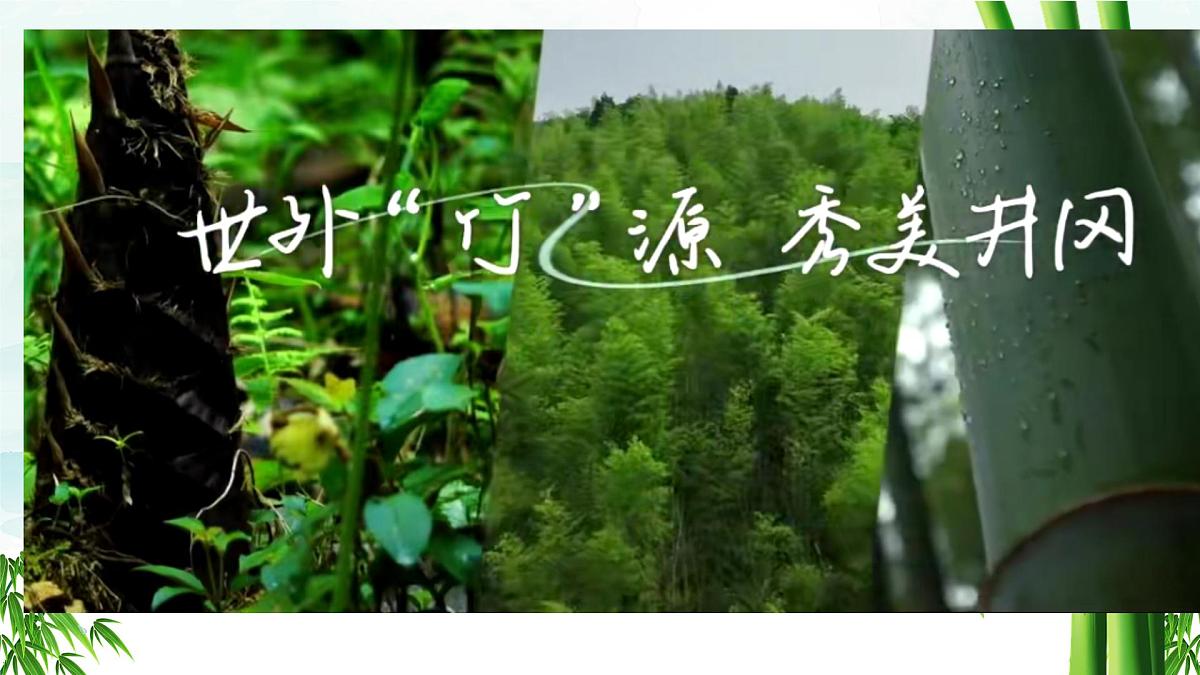 第18课《井冈翠竹》课件-2024-2025学年统编版语文七年级下册第3页