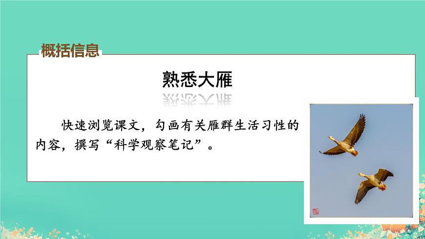 统编版语文七年级上册第19课《大雁归来》课件第7页