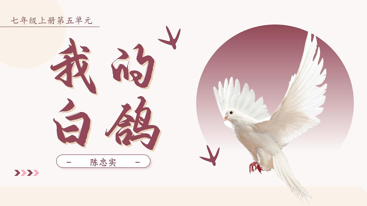 统编版（部编版）（2024）七年级语文上册18《我的白鸽》课件第1页