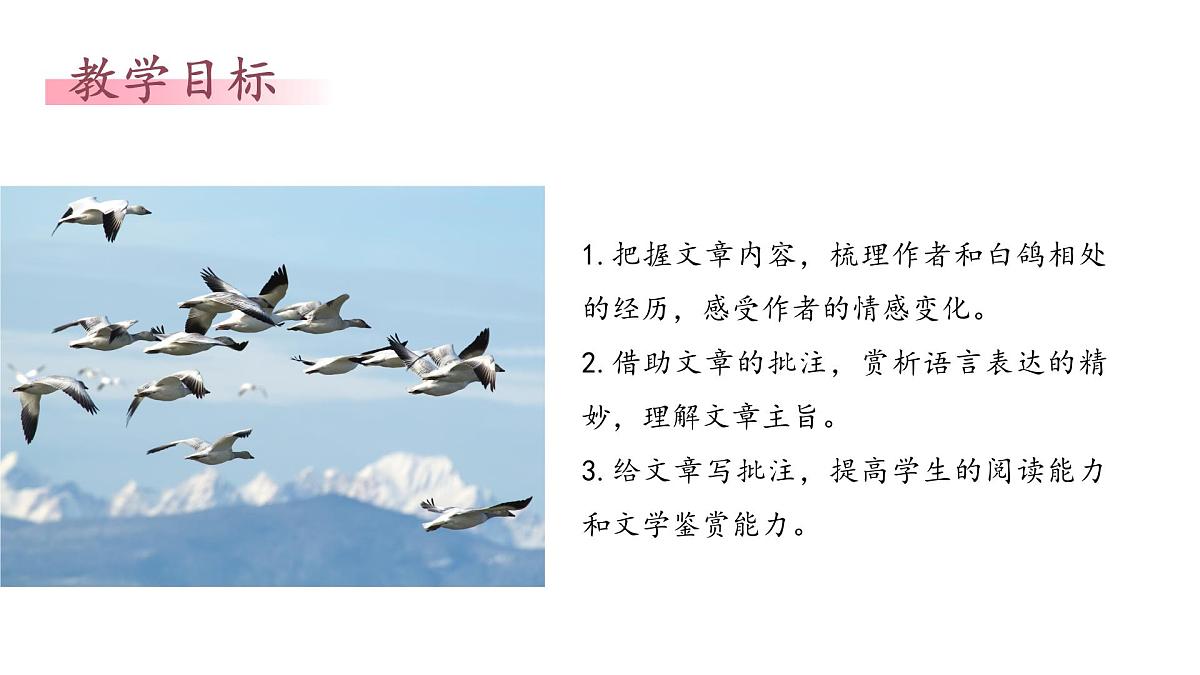 统编版（部编版）（2024）七年级语文上册18《我的白鸽》课件第2页