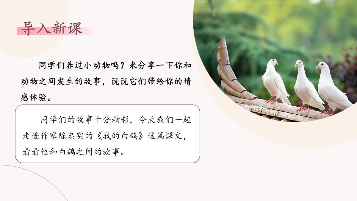 统编版（部编版）（2024）七年级语文上册18《我的白鸽》课件第3页