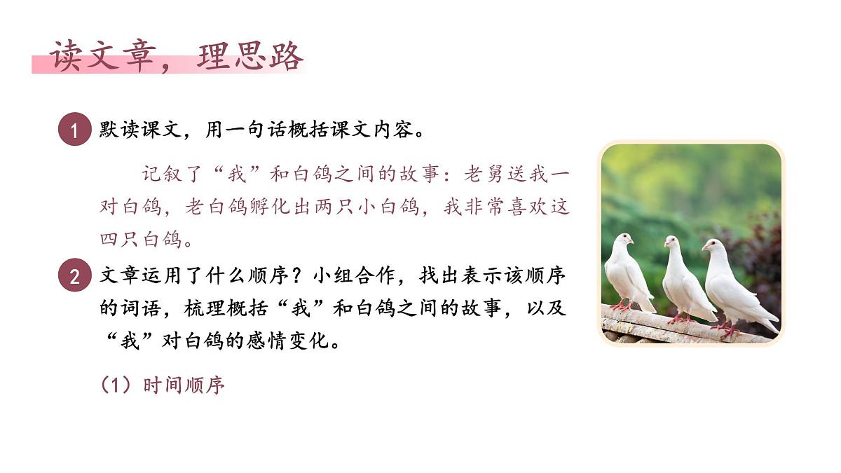 统编版（部编版）（2024）七年级语文上册18《我的白鸽》课件第8页