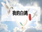 人教部编版语文七年级上册2025-2026学年度第五单元《我的白鸽》课件