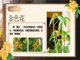 【任务型】人教部编版语文七年级上册 7《金色花》课件+教案