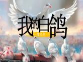 【任务型】人教部编版语文七年级上册 18《我的白鸽》课件+教案