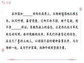 2025年統(tǒng)編版八年級語文上冊 16 白楊禮贊 (習(xí)題課件含答案)