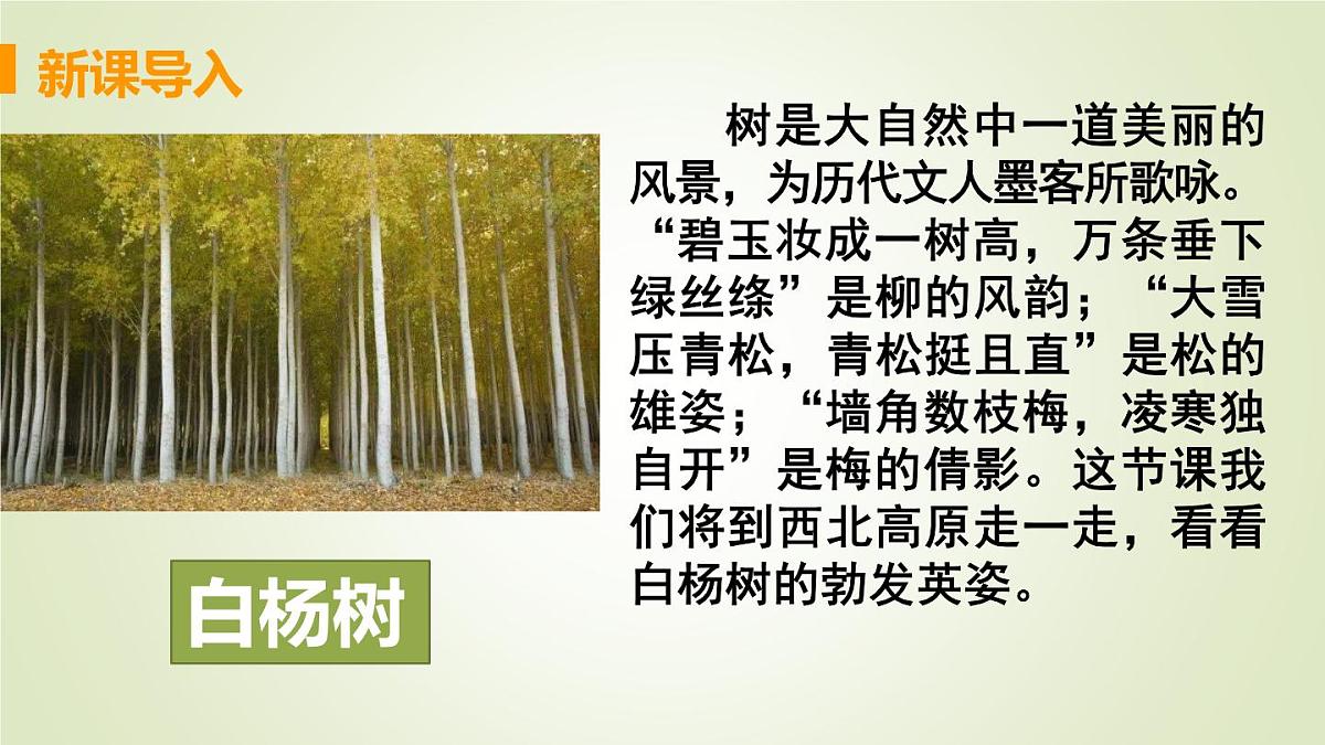 统编版语文八年级上册第16课《白杨礼赞》课件第1页