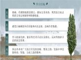 【任务型】人教部编版语文八年级上册 16《白杨礼赞》课件PPT+教案