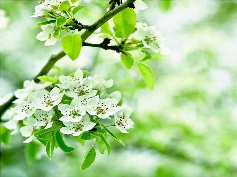 16 短文两篇  爱莲说第4页