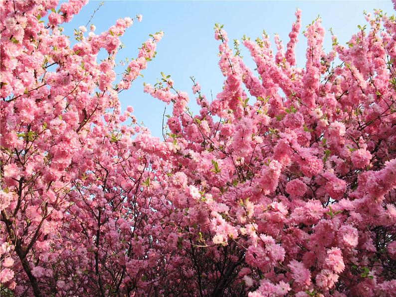 16 短文两篇  爱莲说第6页