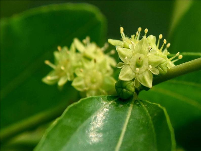 16 短文两篇  爱莲说第7页