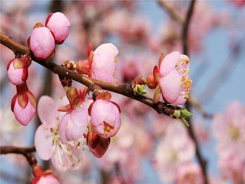 16 短文两篇  爱莲说第8页