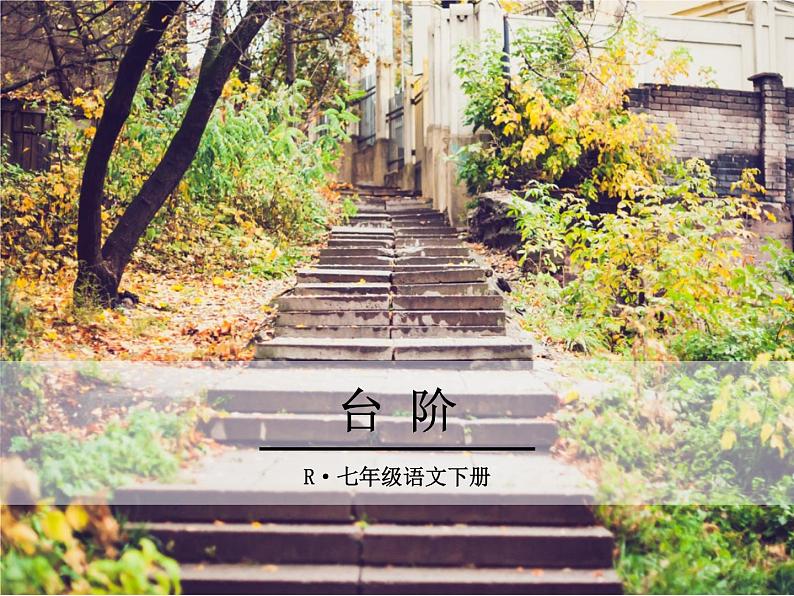 11《 台阶》ppt课件_部编版七年级下册01