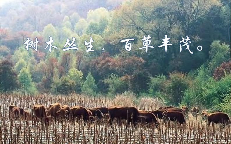 4 古代诗歌四首 课件08