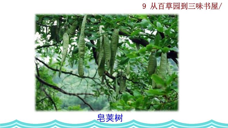 9《 从百草园到三味书屋》课件第4页