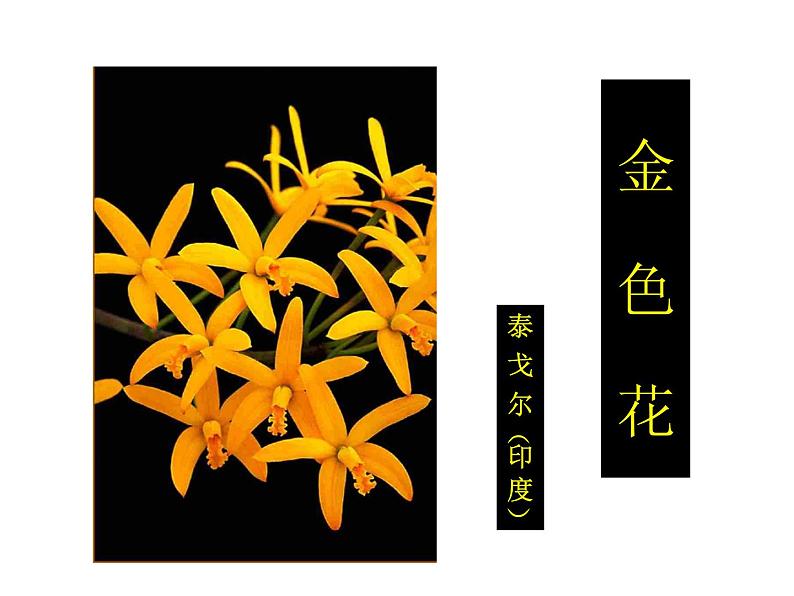 《金色花》教学课件01