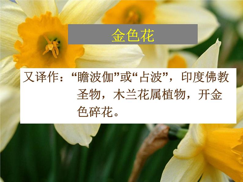 《金色花》教学课件04
