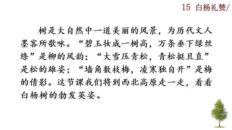 15《白杨礼赞》课件01