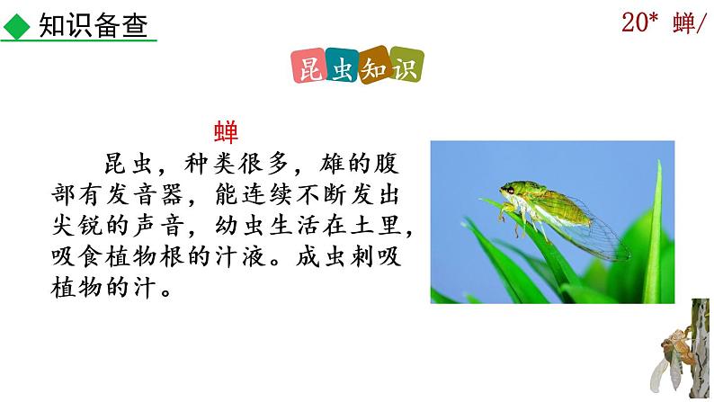 21《蝉》课件07