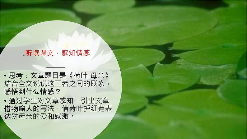 人教版部编版七年级语文上册：7 散文诗二《 荷叶·母亲》课件08