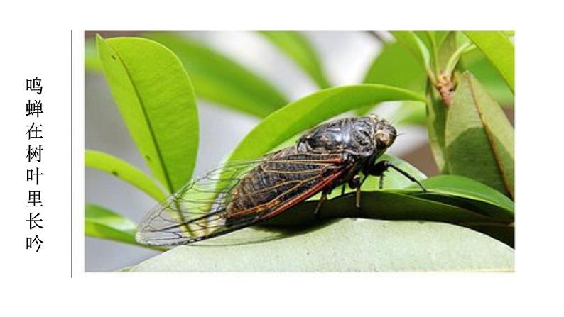 人教部编版七年级语文上册9从百草园到三味书屋第5页