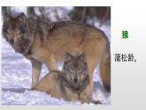 人教部编版七年级语文上册18狼 课件