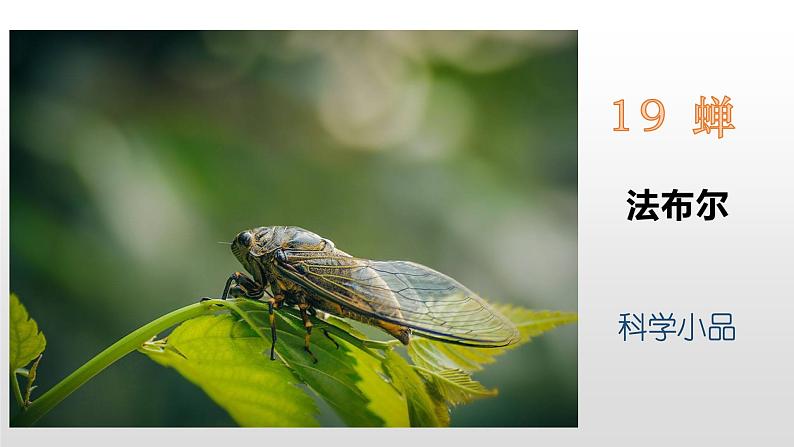人教部编版八年级语文上册20《蝉》课件第1页