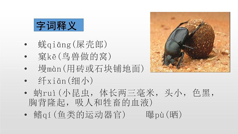 人教部编版八年级语文上册20《蝉》课件第5页