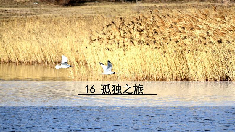 16  孤独之旅第1页