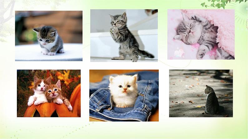 16 猫 PPT课件_七上语文03