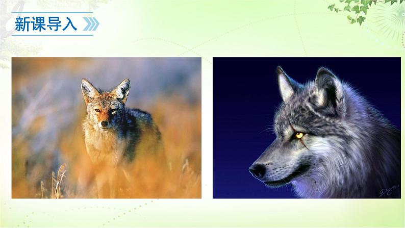 18 狼 PPT课件_七上语文03