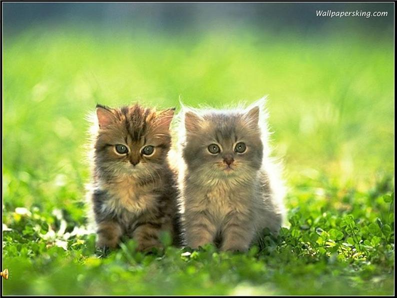 人教部编版七年级上册第16课《猫》（共60张PPT）课件04