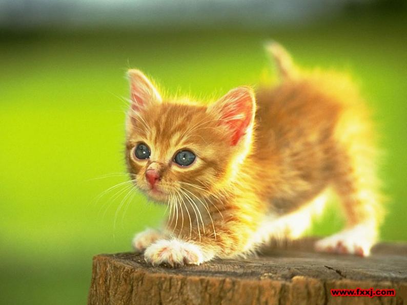 人教部编版七年级上册第16课《猫》（共60张PPT）课件05