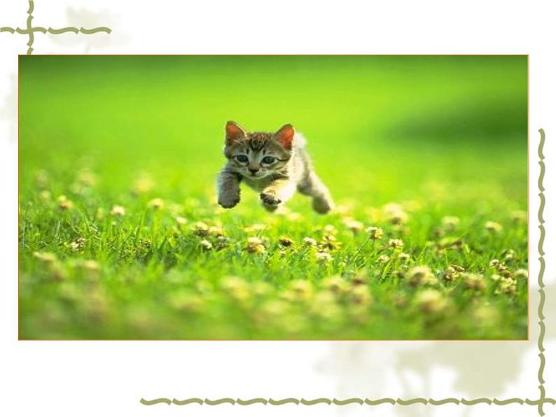 人教部编版七年级上册第16课《猫》（共60张PPT）课件07