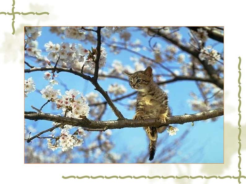 人教部编版七年级上册第16课《猫》（共60张PPT）课件08