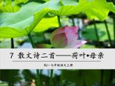 第二单元 第七课 7.1 散文诗两首——荷叶·母亲 教学课件