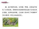 第五单元 第十六课 16 猫 教学课件