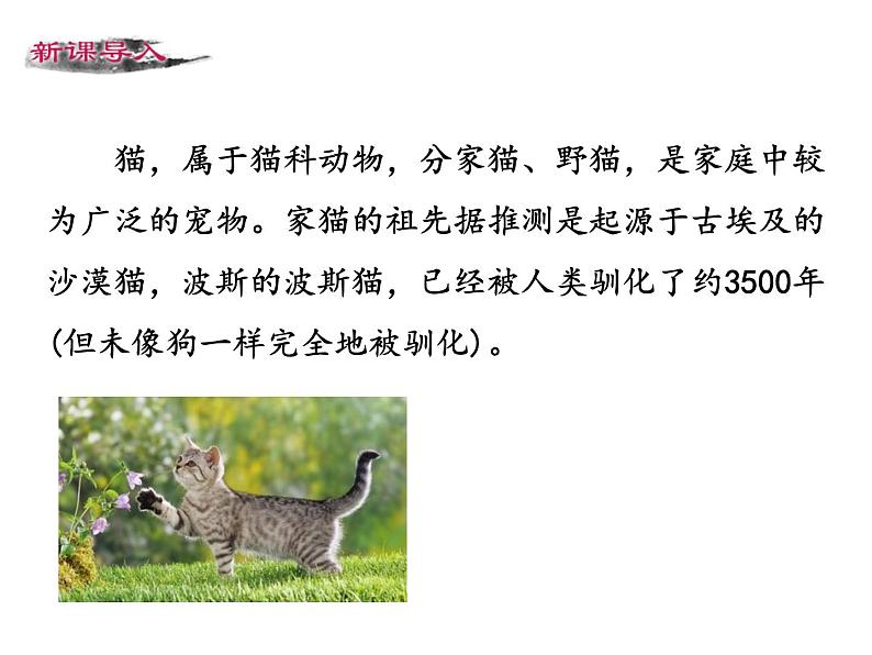 第五单元 第十六课 16 猫 教学课件03
