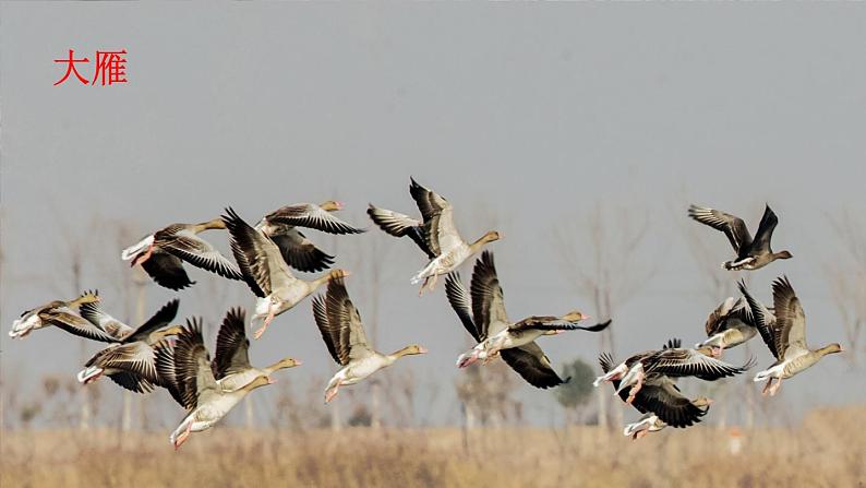 部编版  （2016）  八年级  第二学期  第二单元   7 大雁归来  课件01