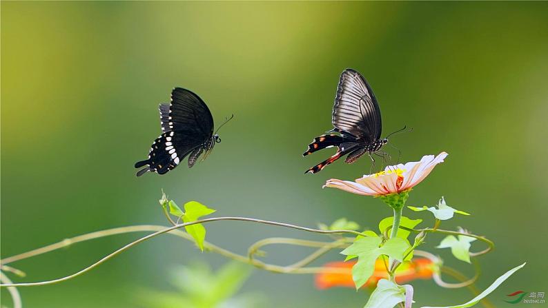 第五单元名著导读《昆虫记》课件-2020年秋部编版八年级语文上册01