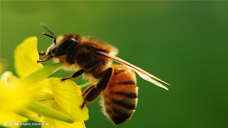 第五单元名著导读《昆虫记》课件-2020年秋部编版八年级语文上册02